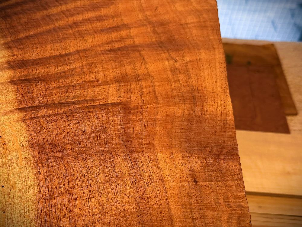Tasmanian Blackwood